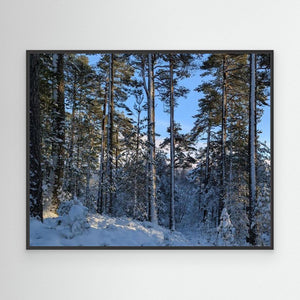 "Snowy Peace" - Cairngorm Forest. Canvas print from original photograph - Cairngorm Artists