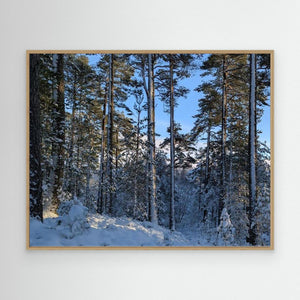 "Snowy Peace" - Cairngorm Forest. Canvas print from original photograph - Cairngorm Artists