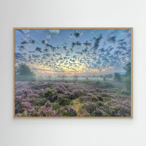 Soft Morning Over Heather on Tulloch Moor - canvas print from original photograph - Cairngorm Artists