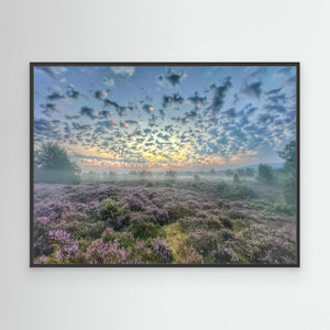 Soft Morning Over Heather on Tulloch Moor - canvas print from original photograph - Cairngorm Artists