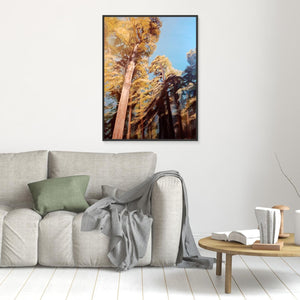 Sunlight in Anagach Woods - canvas print from original artwork - Cairngorm Artists
