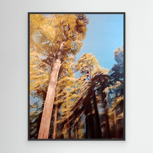 Sunlight in Anagach Woods - canvas print from original artwork - Cairngorm Artists