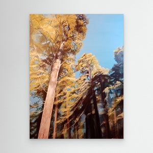 Sunlight in Anagach Woods - canvas print from original artwork - Cairngorm Artists