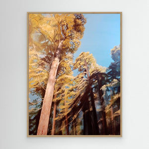 Sunlight in Anagach Woods - canvas print from original artwork - Cairngorm Artists