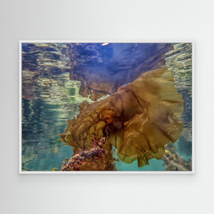 The Kelp Queen - canvas print from original photograph - Cairngorm Artists