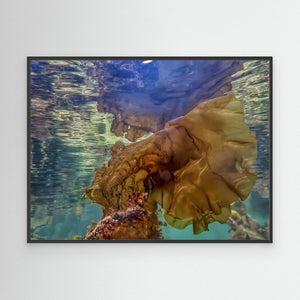 The Kelp Queen - canvas print from original photograph - Cairngorm Artists