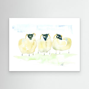 Woolly Trio - canvas print from original artwork - Cairngorm Artists